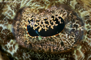 croco eye by Patrick Neumann 